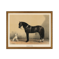 Orloffer Horse - Unframed Art Print