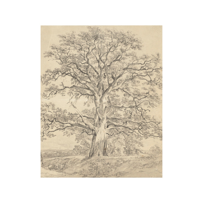 Old Oak Tree - Unframed Art Print