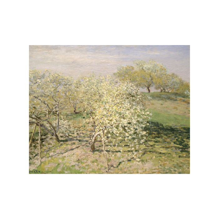 Orchard In Bloom - Unframed Art Print