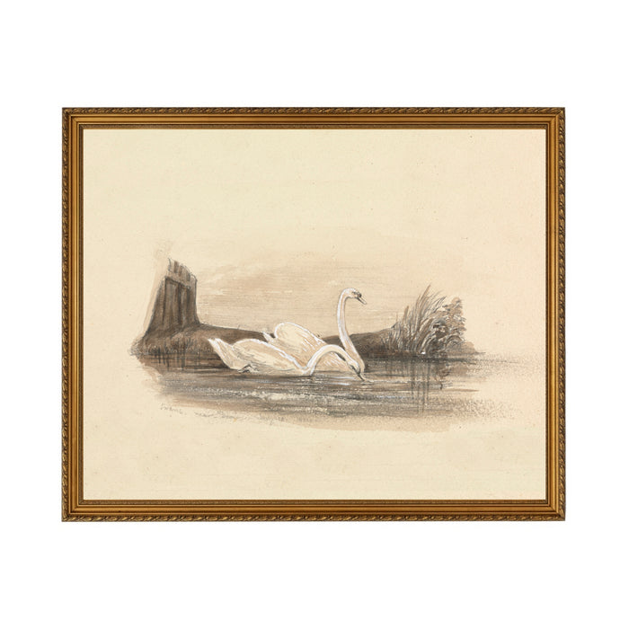 Swans - Unframed Art Print
